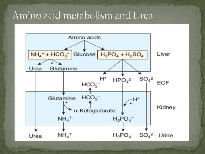 Amino acid metabolism and Urea 