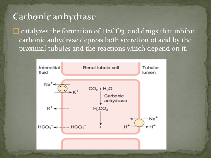 Carbonic anhydrase � catalyzes the formation of H 2 CO 3, and drugs that