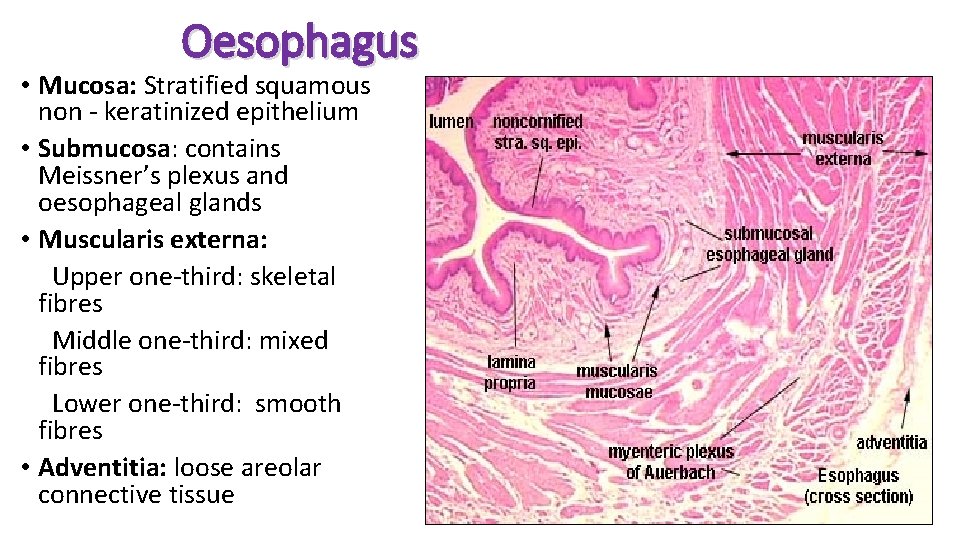 Oesophagus • Mucosa: Stratified squamous non - keratinized epithelium • Submucosa: contains Meissner’s plexus
