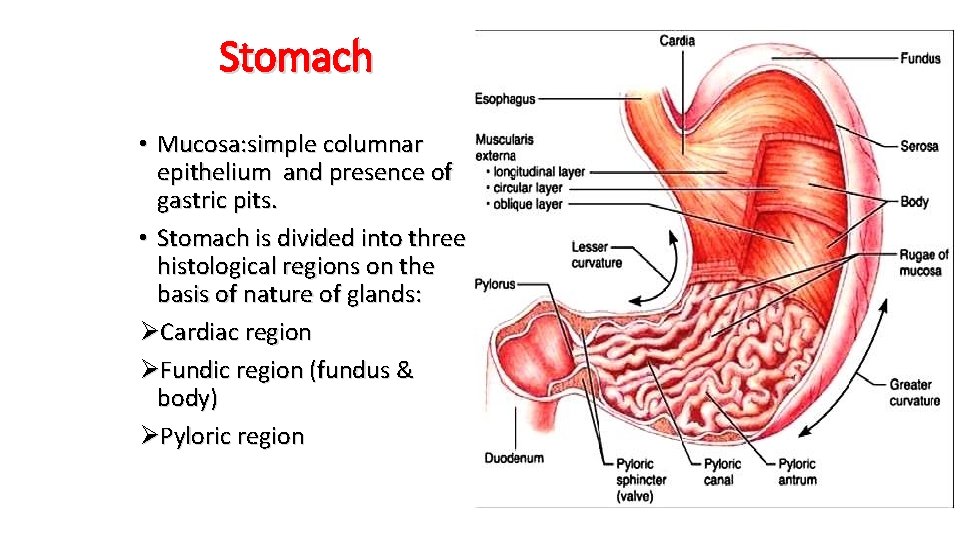 Stomach • Mucosa: simple columnar epithelium and presence of gastric pits. • Stomach is
