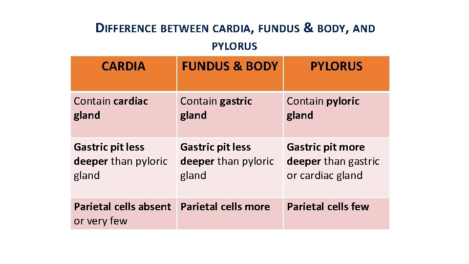 DIFFERENCE BETWEEN CARDIA, FUNDUS & BODY, AND PYLORUS CARDIA FUNDUS & BODY PYLORUS Contain