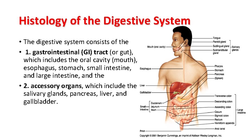 Histology of the Digestive System • The digestive system consists of the • 1.