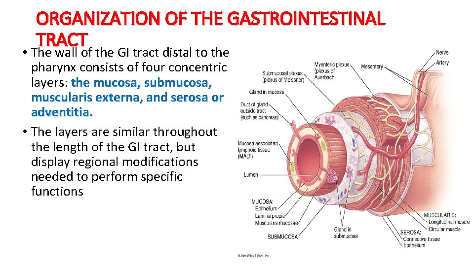 ORGANIZATION OF THE GASTROINTESTINAL TRACT • The wall of the GI tract distal to