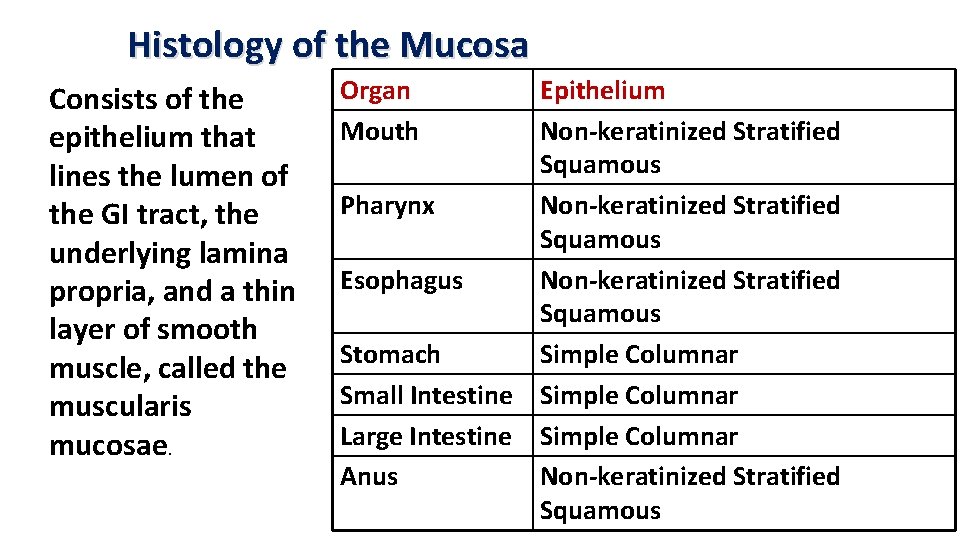 Histology of the Mucosa Consists of the epithelium that lines the lumen of the