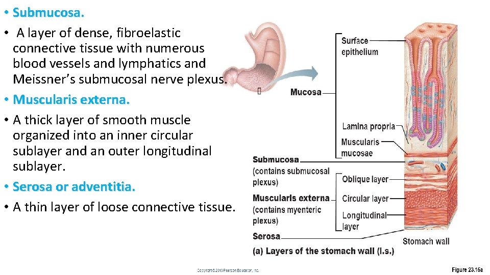  • Submucosa. • A layer of dense, fibroelastic connective tissue with numerous blood