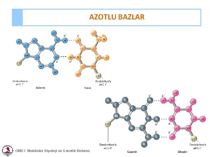 AZOTLU BAZLAR OMÜ I Moleküler Biyoloji ve Genetik Bölümü 