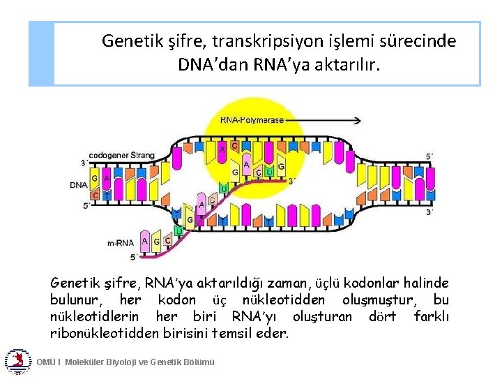 Genetik şifre, transkripsiyon işlemi sürecinde DNA’dan RNA’ya aktarılır. Genetik şifre, RNA’ya aktarıldığı zaman, üçlü