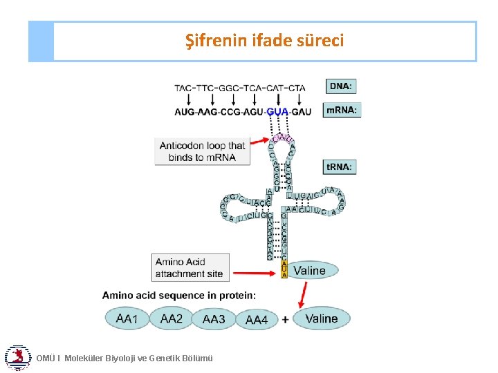 Şifrenin ifade süreci OMÜ I Moleküler Biyoloji ve Genetik Bölümü 
