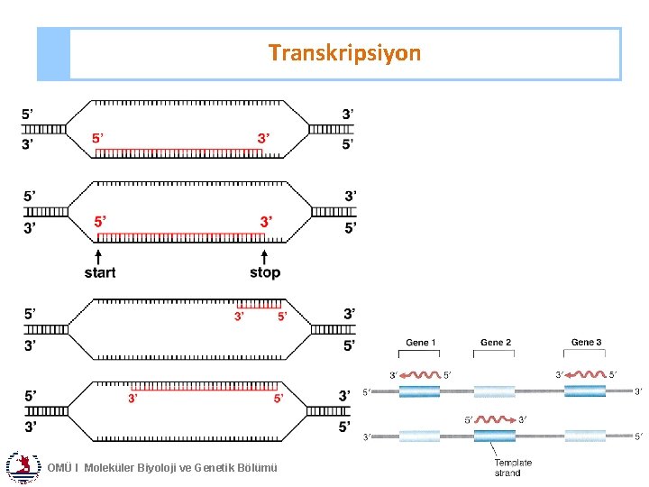 Transkripsiyon OMÜ I Moleküler Biyoloji ve Genetik Bölümü 