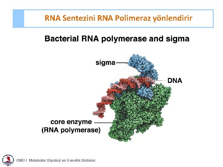 RNA Sentezini RNA Polimeraz yönlendirir OMÜ I Moleküler Biyoloji ve Genetik Bölümü 