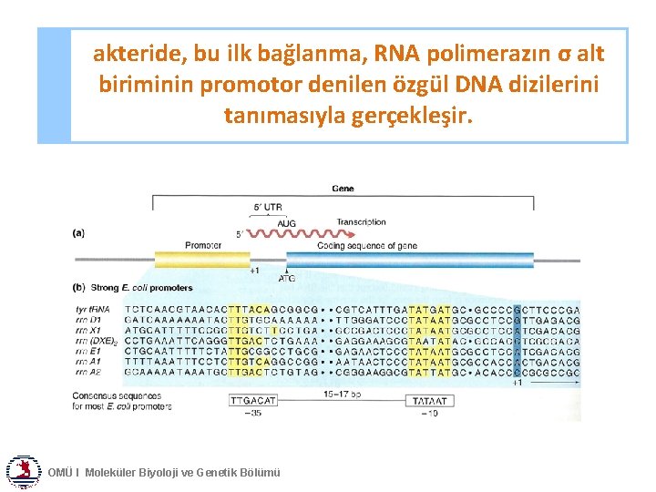akteride, bu ilk bağlanma, RNA polimerazın σ alt biriminin promotor denilen özgül DNA dizilerini