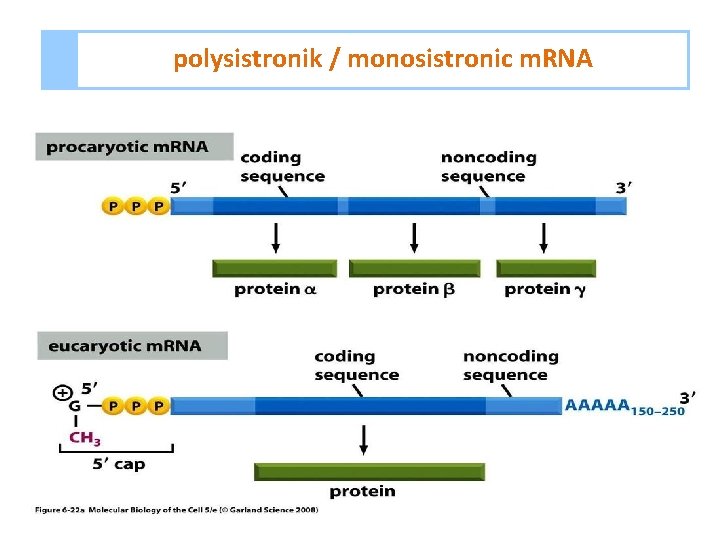 polysistronik / monosistronic m. RNA 