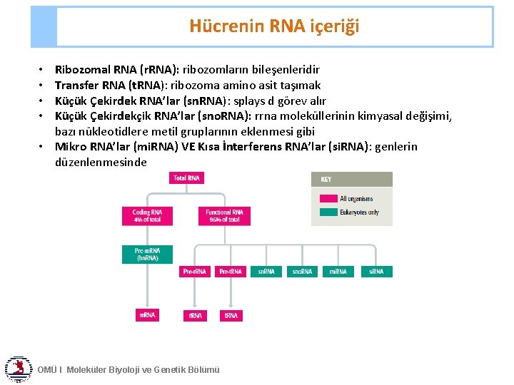 Hücrenin RNA içeriği Ribozomal RNA (r. RNA): ribozomların bileşenleridir Transfer RNA (t. RNA): ribozoma