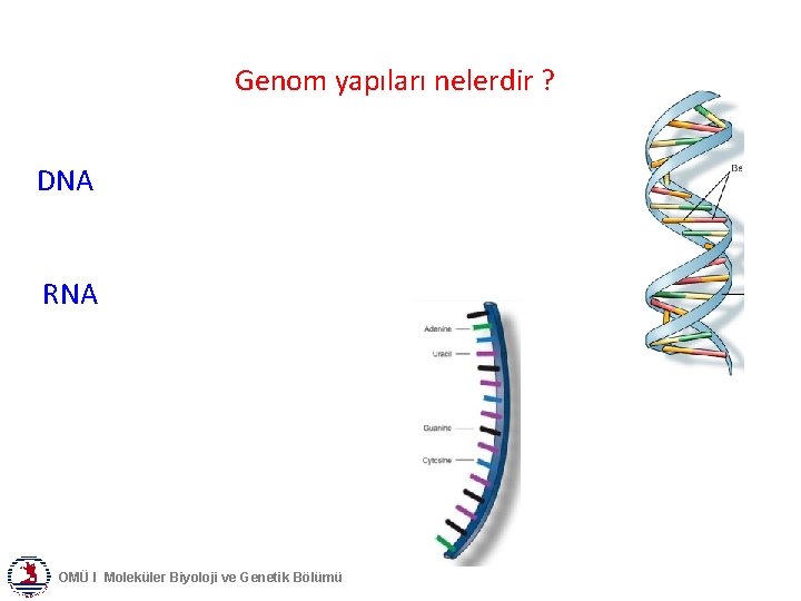 Genom yapıları nelerdir ? DNA RNA OMÜ I Moleküler Biyoloji ve Genetik Bölümü 