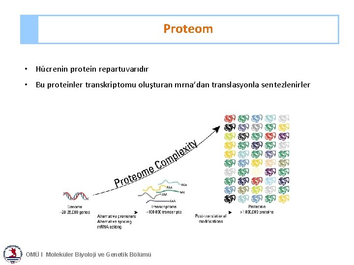 Proteom • Hücrenin protein repartuvarıdır • Bu proteinler transkriptomu oluşturan mrna’dan translasyonla sentezlenirler OMÜ