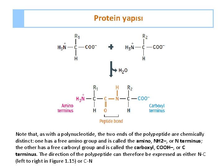 Protein yapısı Note that, as with a polynucleotide, the two ends of the polypeptide