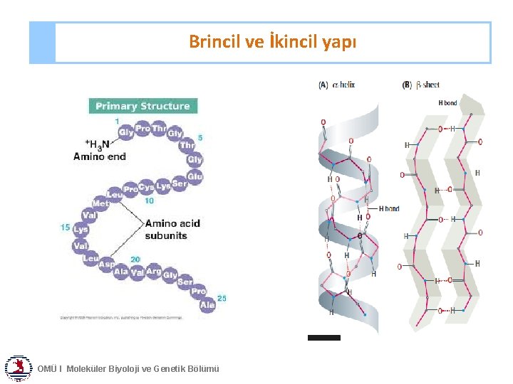 Brincil ve İkincil yapı OMÜ I Moleküler Biyoloji ve Genetik Bölümü 