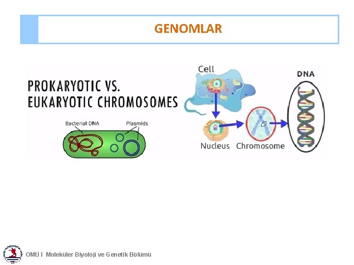 GENOMLAR OMÜ I Moleküler Biyoloji ve Genetik Bölümü 