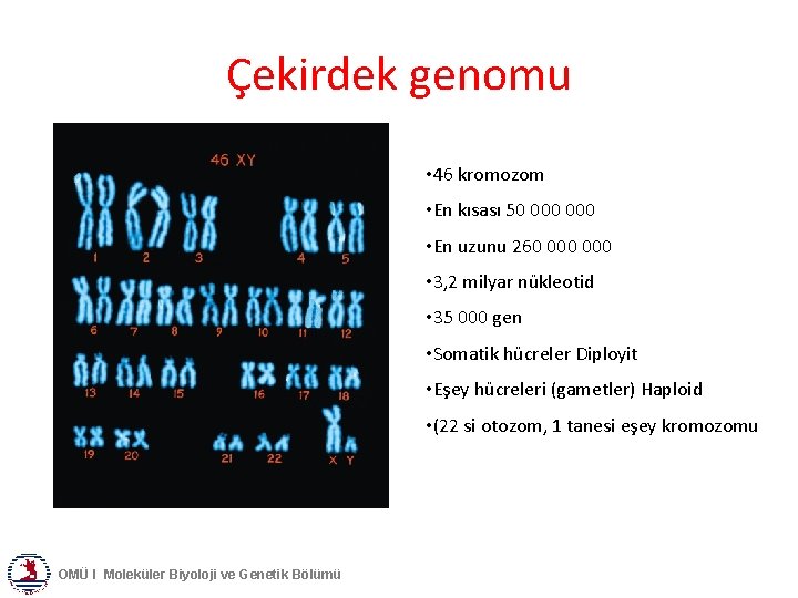 Çekirdek genomu • 46 kromozom • En kısası 50 000 • En uzunu 260