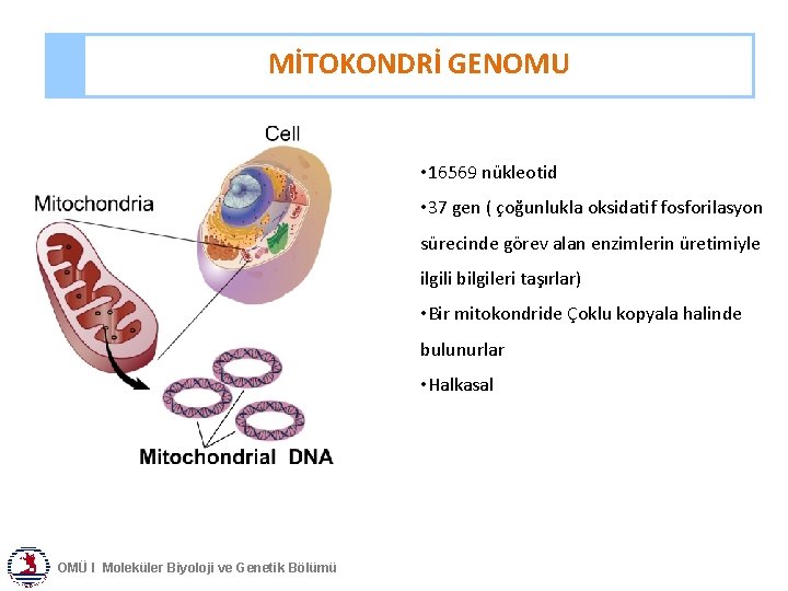 MİTOKONDRİ GENOMU • 16569 nükleotid • 37 gen ( çoğunlukla oksidatif fosforilasyon sürecinde görev