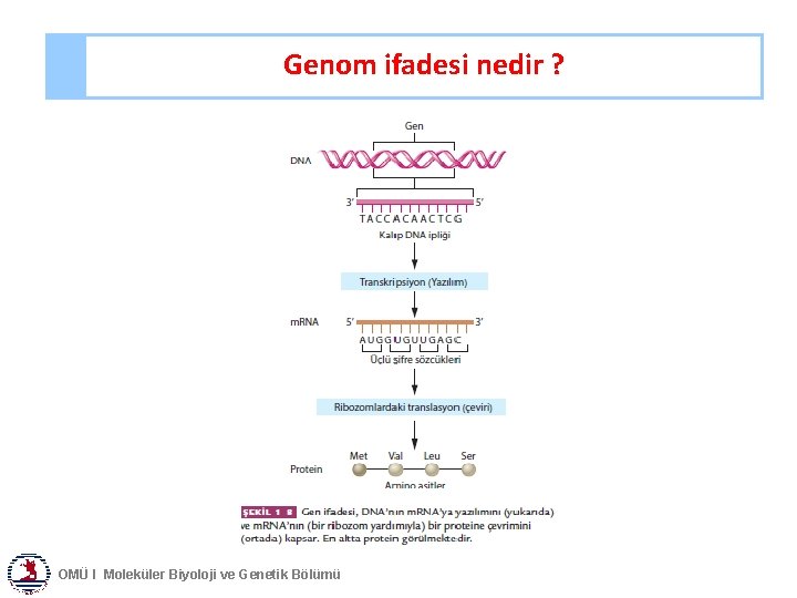 Genom ifadesi nedir ? OMÜ I Moleküler Biyoloji ve Genetik Bölümü 