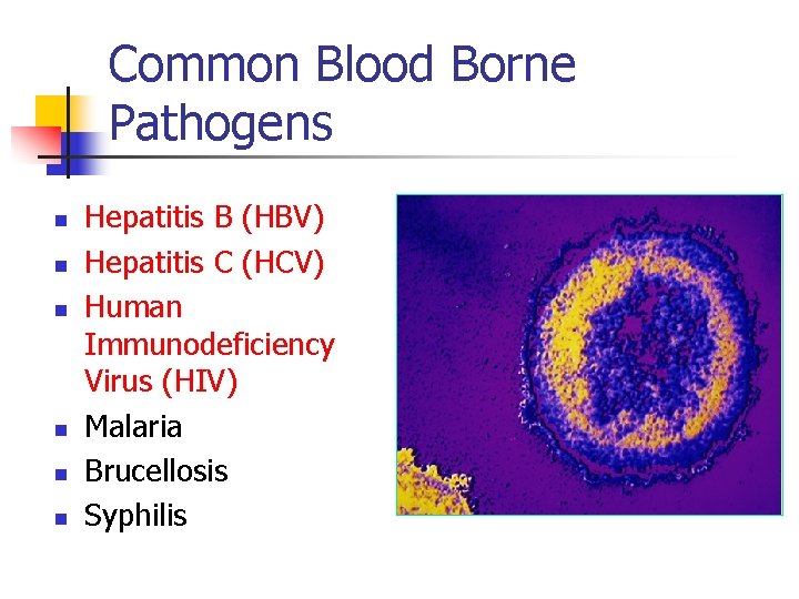 Common Blood Borne Pathogens n n n Hepatitis B (HBV) Hepatitis C (HCV) Human