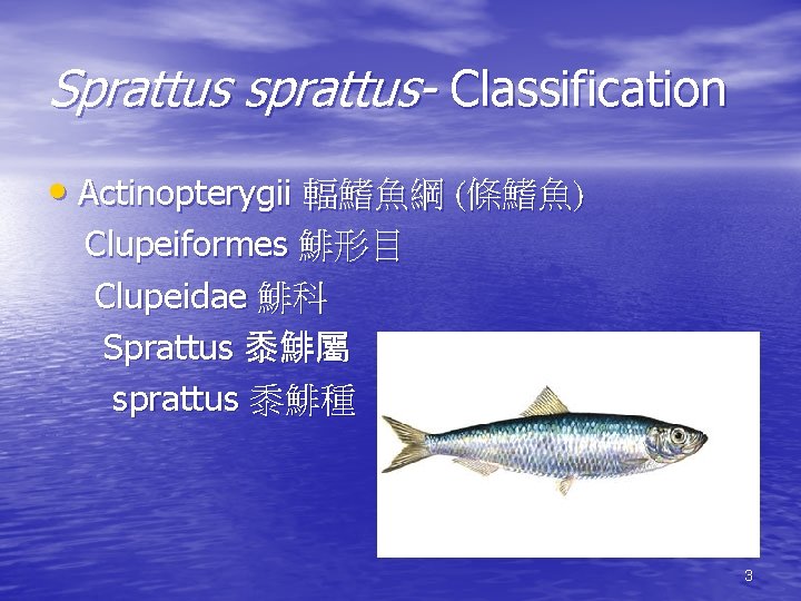 Sprattus sprattus- Classification • Actinopterygii 輻鰭魚綱 (條鰭魚) Clupeiformes 鯡形目 Clupeidae 鯡科 Sprattus 黍鯡屬 sprattus