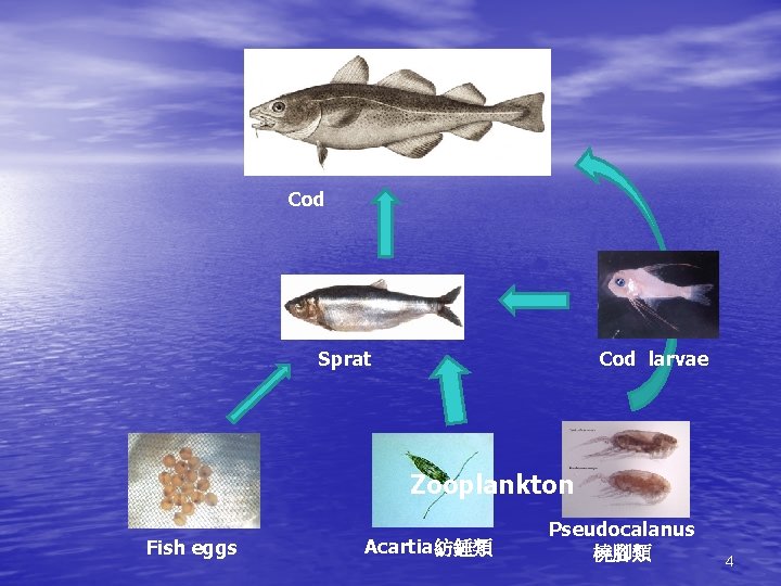 Cod Sprat Cod larvae Zooplankton Fish eggs Acartia紡錘類 Pseudocalanus 橈腳類 4 