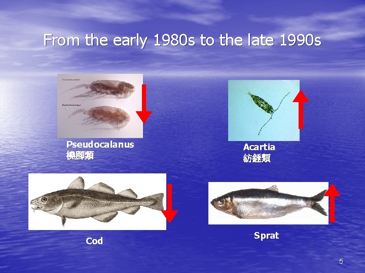 From the early 1980 s to the late 1990 s Pseudocalanus 橈腳類 Cod Acartia