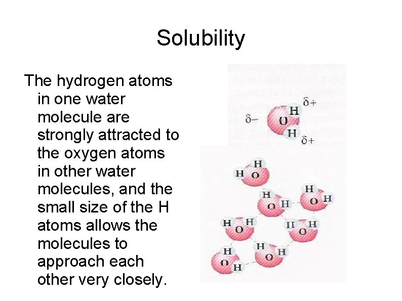 Solubility The hydrogen atoms in one water molecule are strongly attracted to the oxygen