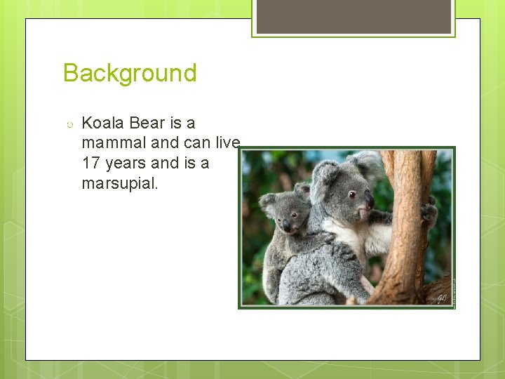 Background ○ Koala Bear is a mammal and can live 17 years and is