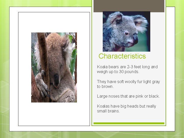 Characteristics Koala bears are 2 -3 feet long and weigh up to 30 pounds.