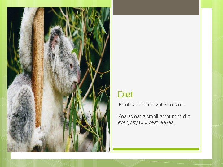 Diet Koalas eat eucalyptus leaves. Koalas eat a small amount of dirt everyday to
