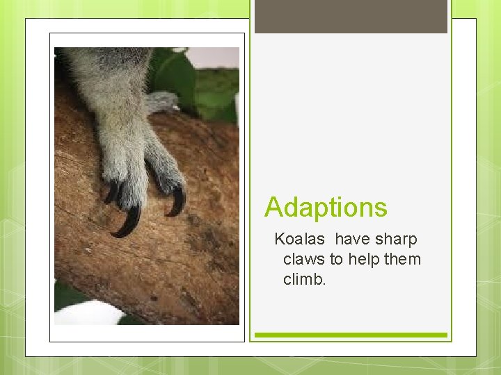 Adaptions Koalas have sharp claws to help them climb. 