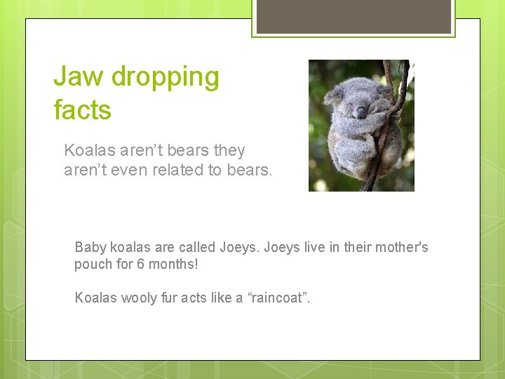 Jaw dropping facts Koalas aren’t bears they aren’t even related to bears. Baby koalas