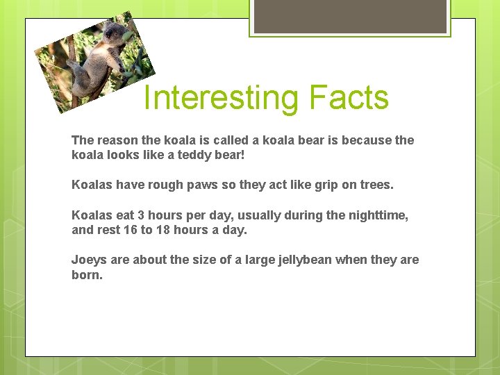 Interesting Facts The reason the koala is called a koala bear is because the