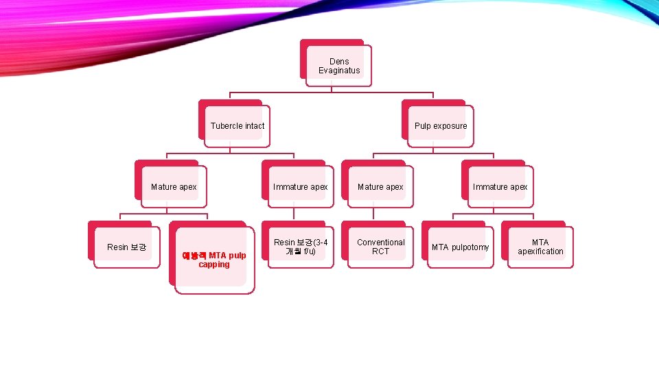 Dens Evaginatus Tubercle intact Mature apex Resin 보강 예방적 MTA pulp capping Pulp exposure