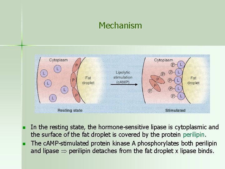 Mechanism n n In the resting state, the hormone-sensitive lipase is cytoplasmic and the