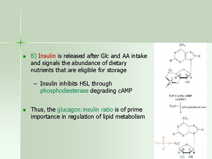 n B) Insulin is released after Glc and AA intake and signals the abundance