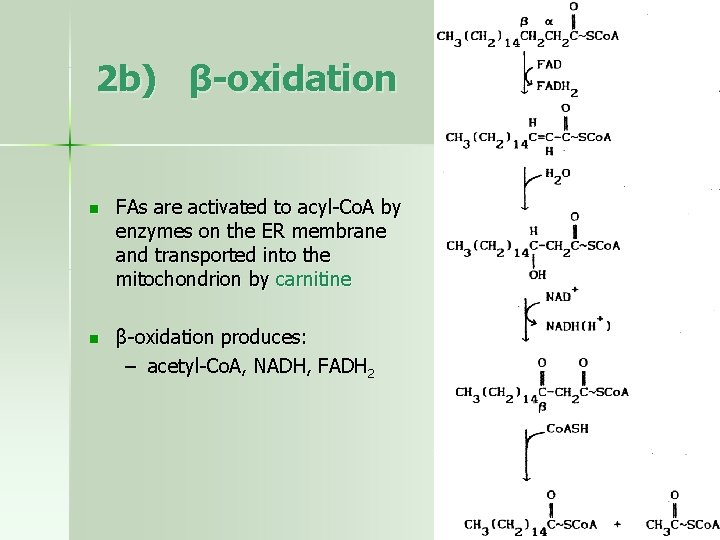 2 b) β-oxidation n FAs are activated to acyl-Co. A by enzymes on the