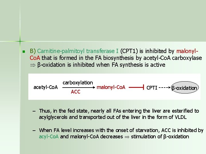 n B) Carnitine-palmitoyl transferase I (CPT 1) is inhibited by malonyl. Co. A that