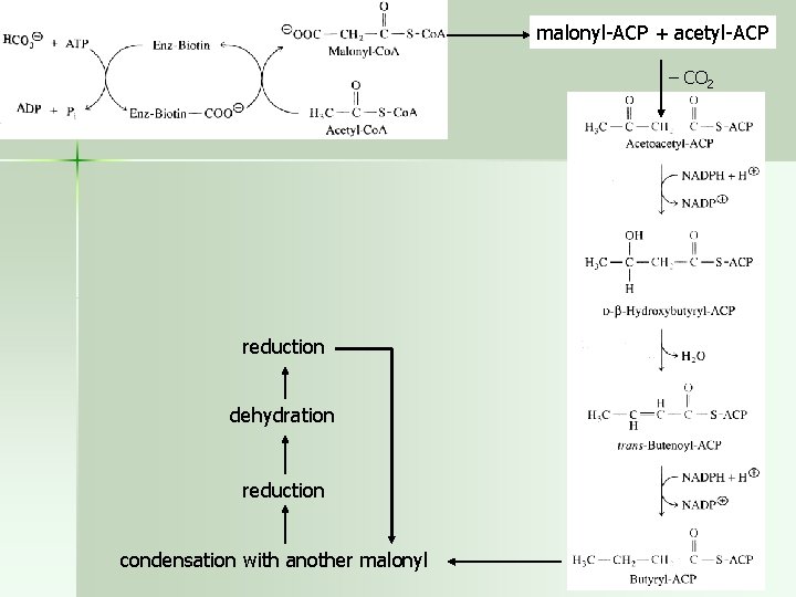 malonyl-ACP + acetyl-ACP – CO 2 reduction dehydration reduction condensation with another malonyl 