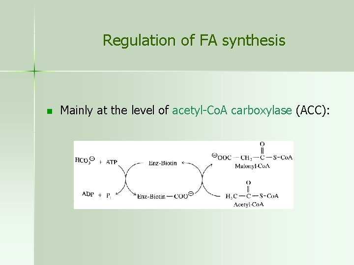 Regulation of FA synthesis n Mainly at the level of acetyl-Co. A carboxylase (ACC):