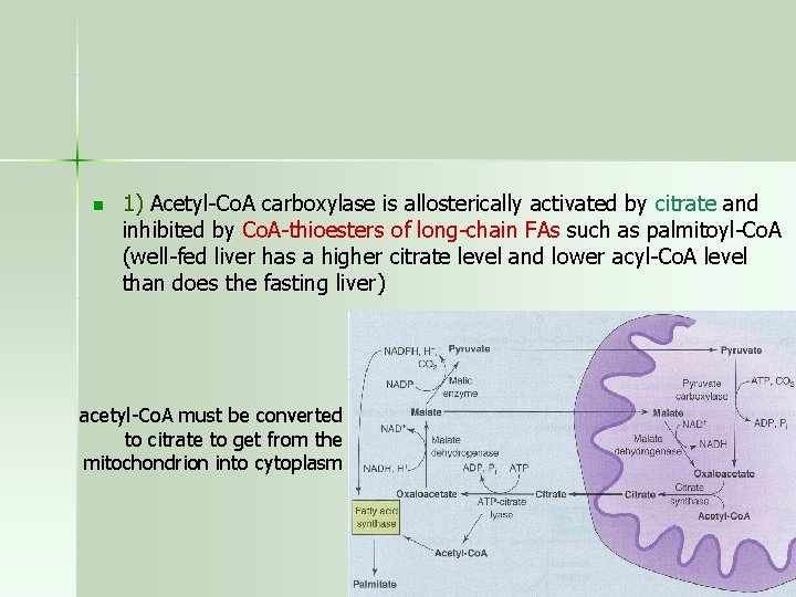 n 1) Acetyl-Co. A carboxylase is allosterically activated by citrate and inhibited by Co.