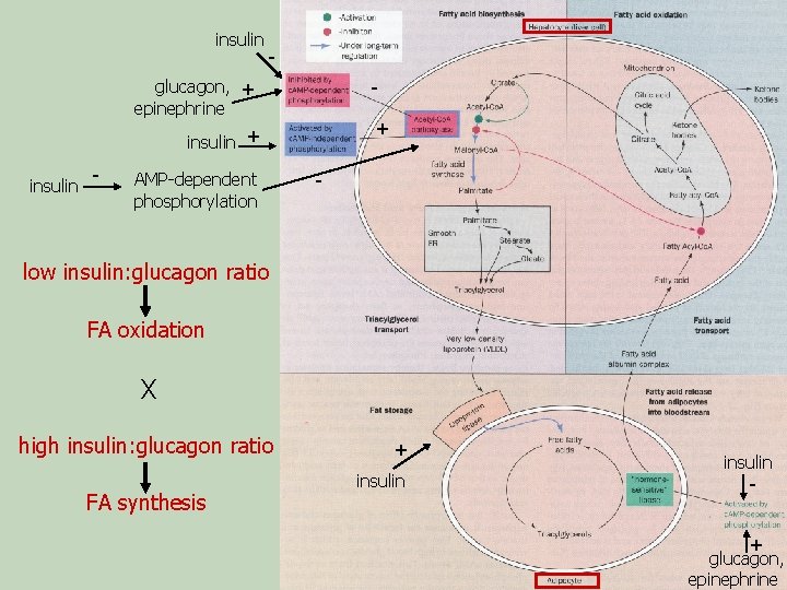 insulin - glucagon, + epinephrine + insulin - AMP-dependent phosphorylation - low insulin: glucagon