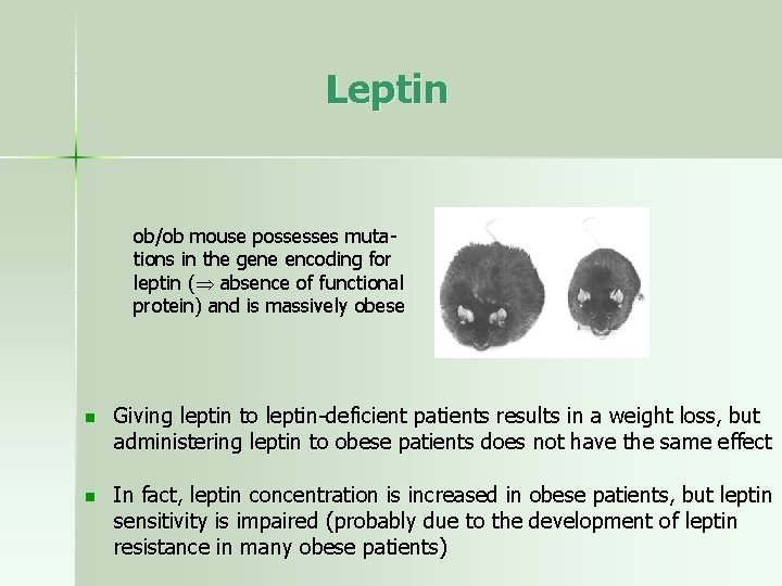 Leptin ob/ob mouse possesses mutations in the gene encoding for leptin ( absence of