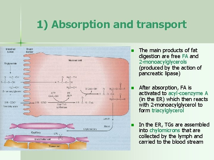 1) Absorption and transport n The main products of fat digestion are free FA