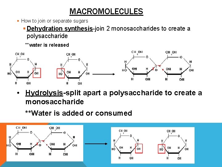 MACROMOLECULES § How to join or separate sugars § Dehydration synthesis-join 2 monosaccharides to