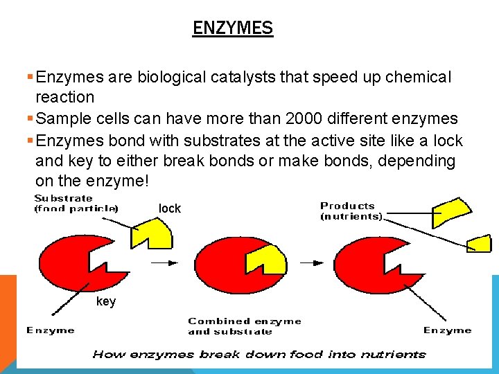 ENZYMES § Enzymes are biological catalysts that speed up chemical reaction § Sample cells