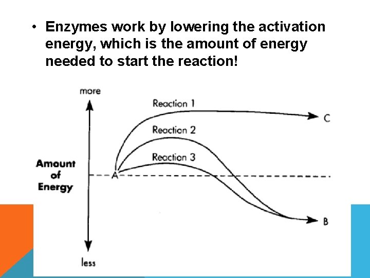  • Enzymes work by lowering the activation energy, which is the amount of